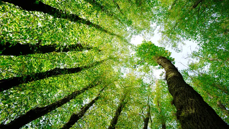 trees